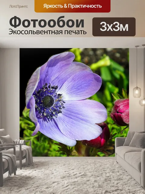 Фотообои Анемоны