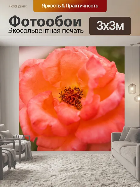 Фотообои Роза в саду