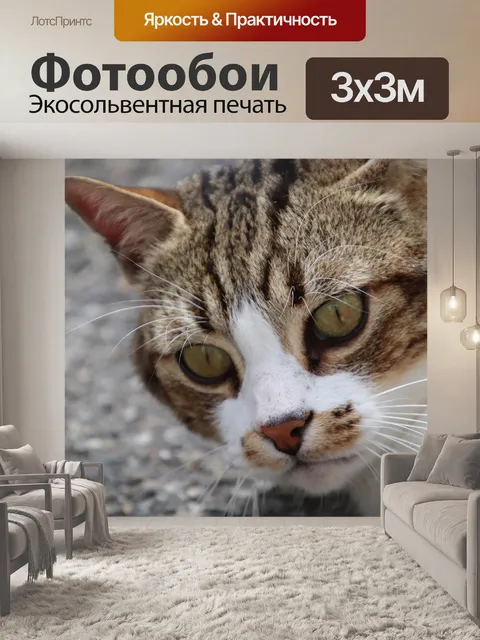 Фотообои Кошки