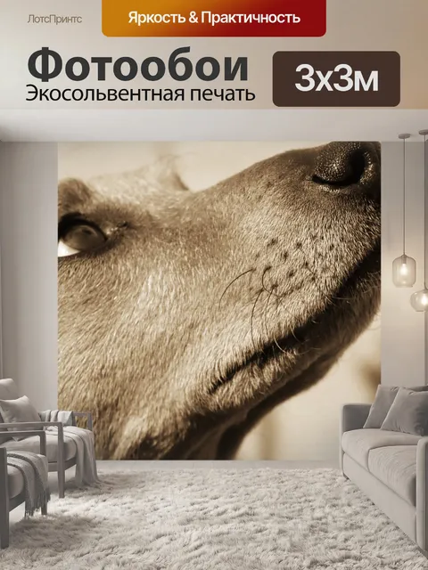 Фотообои Собака