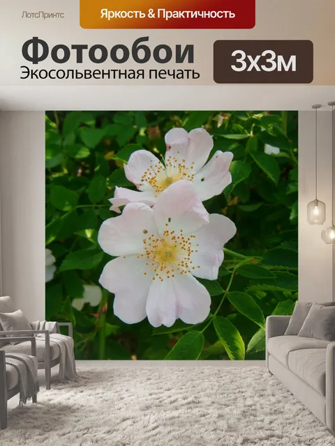 Фотообои Шиповник