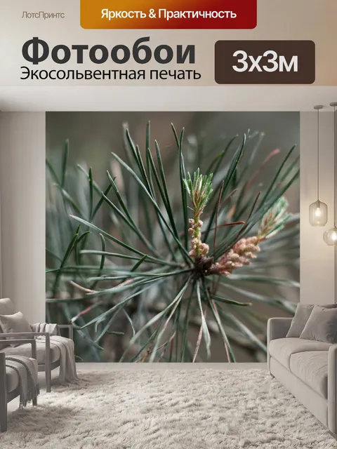 Фотообои Сосна обыкновенная