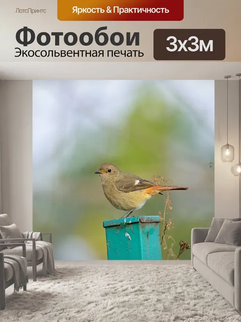 Фотообои Птица