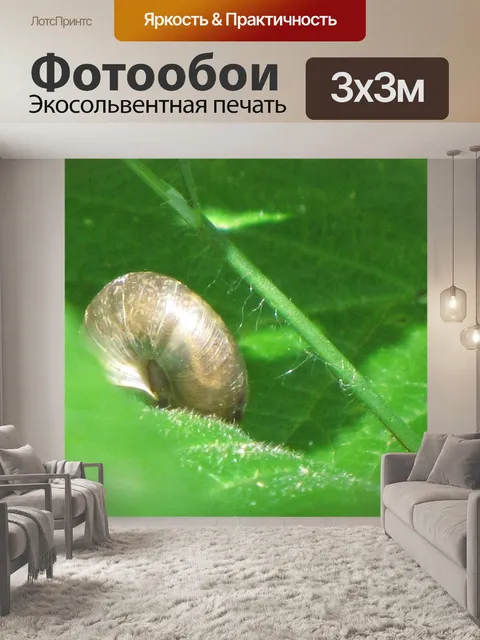 Фотообои Черный Улитка на листе