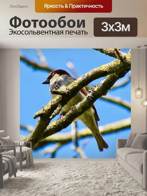Фотообои Птица