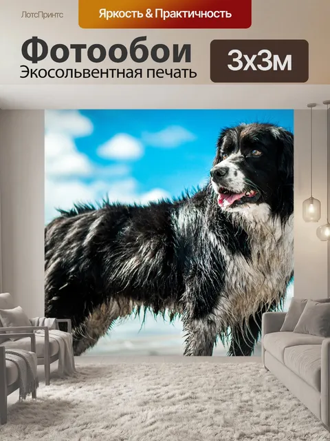 Фотообои Собака