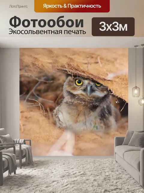 Фотообои Сова