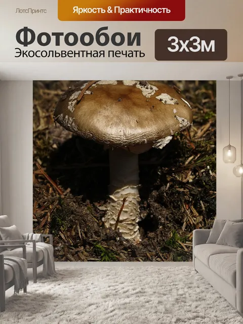 Фотообои Гриб