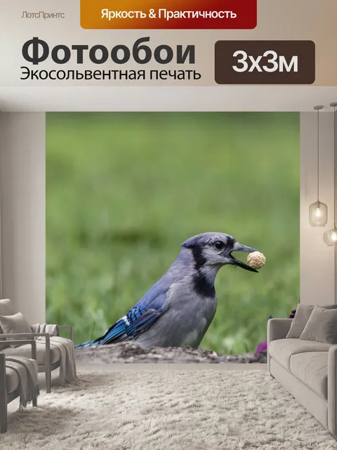 Фотообои Blue jay