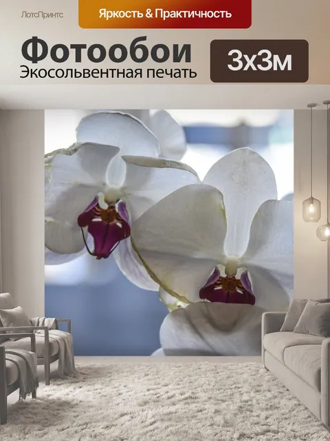 Фотообои Две белые орхидеи
