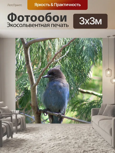 Фотообои Blue Jay