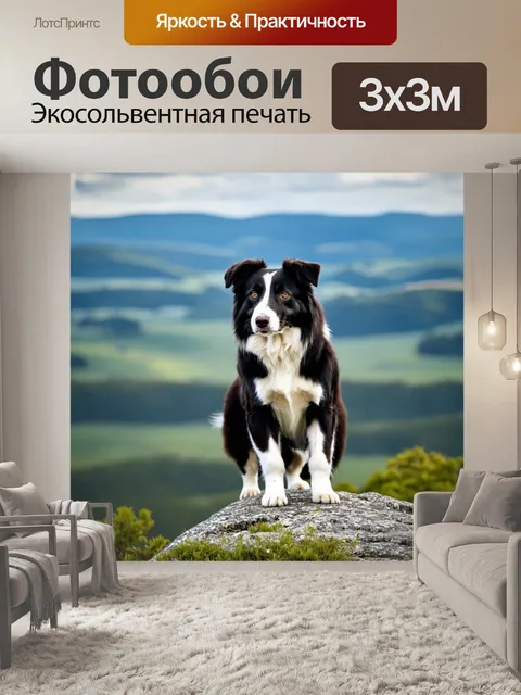 Фотообои бордер-колли, стоящий на скале и смотрящий вдаль, с захватывающим пейзажем за собой