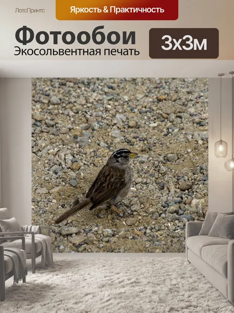 Фотообои Воробей