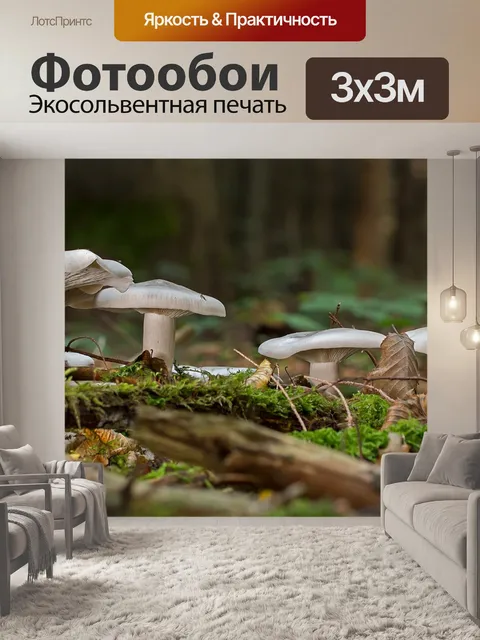 Фотообои Грибок накопления