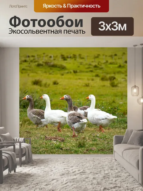 Фотообои Гуси