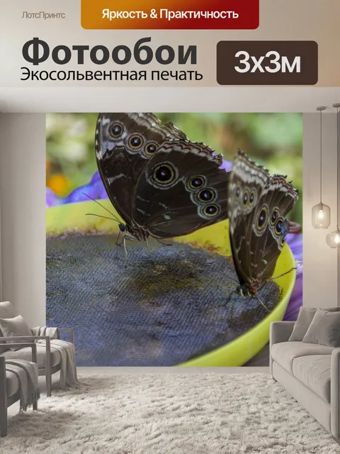 Фотообои Бабочка гигантская сова