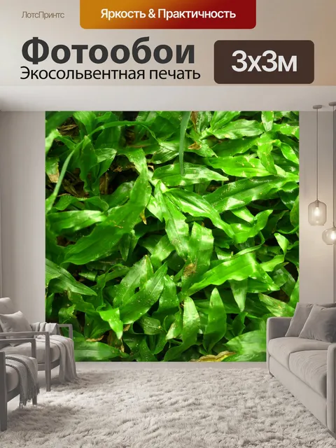 Фотообои Капля воды на листе