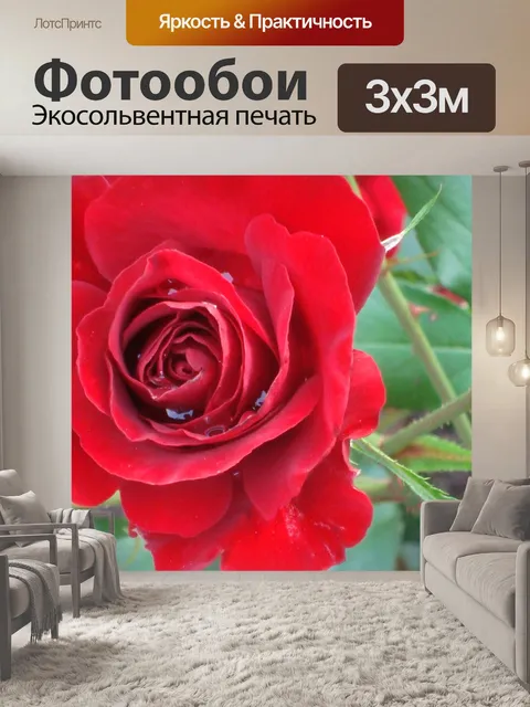 Фотообои Красные розы с росой