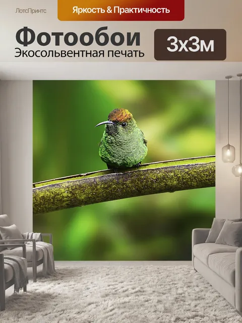 Фотообои Колибри