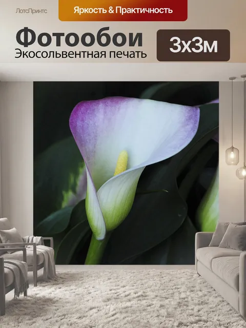 Фотообои Фиолетовый Калла Лили