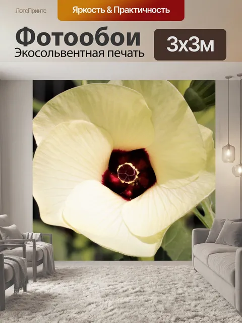 Фотообои Окра Блум Крупный план