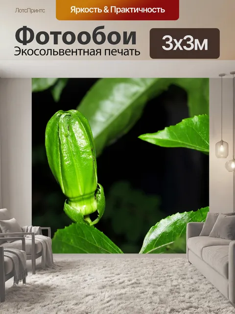 Фотообои Цветок маракуйи фото