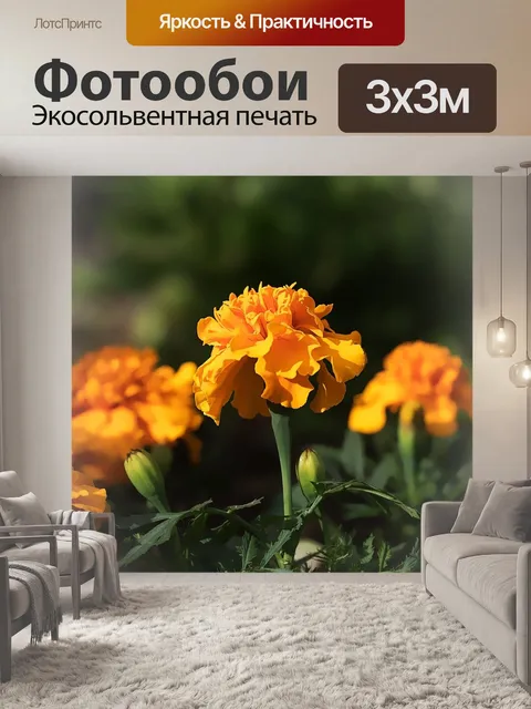 Фотообои Студенческий цветок