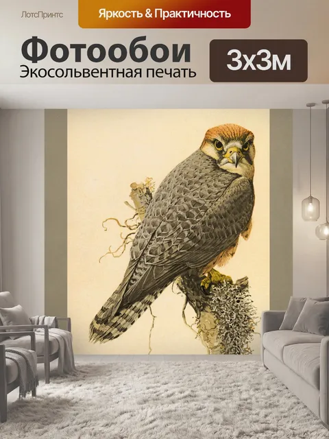 Фотообои сокол