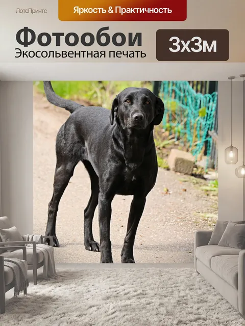 Фотообои Собаки