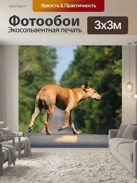 Фотообои Собака