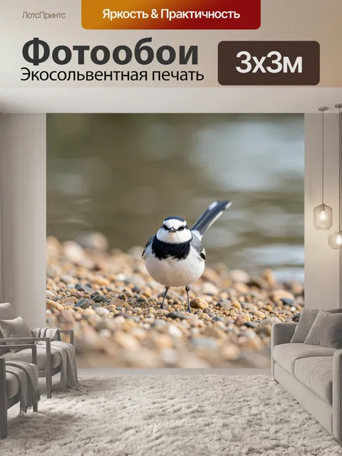 Фотообои Трясогузка на галечном берегу