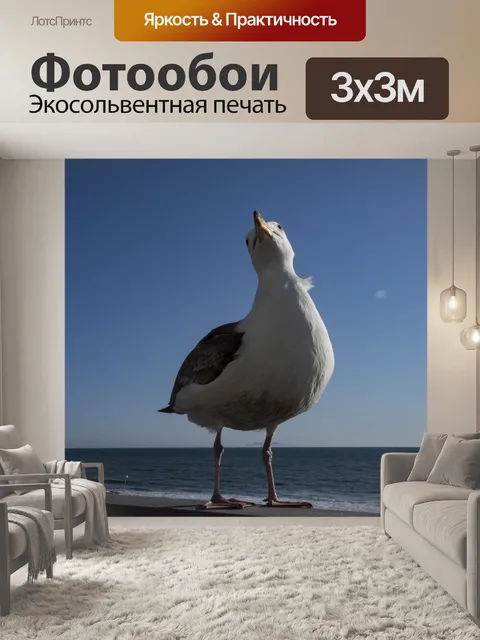 Фотообои Чайка, глядя вверх