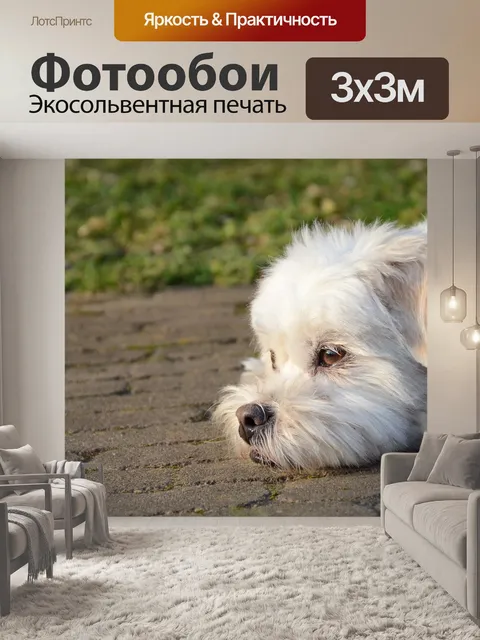 Фотообои Собака