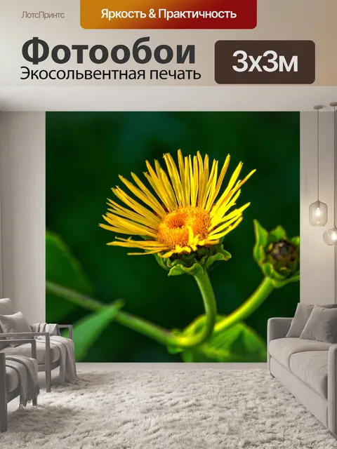 Фотообои Одуванчик