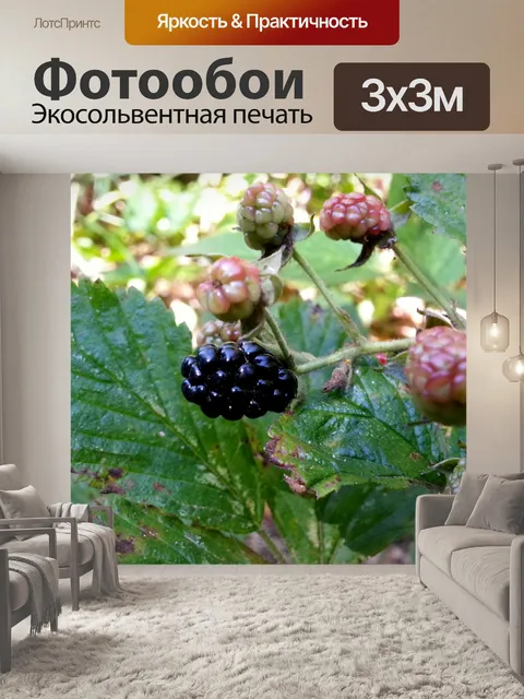 Фотообои Blackberry