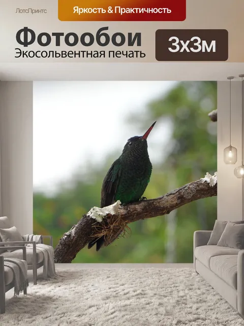 Фотообои Колибри