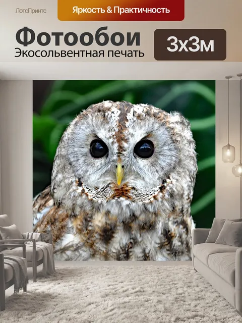 Фотообои Сова