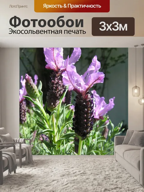Фотообои Лаванда