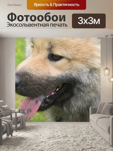 Фотообои Собака