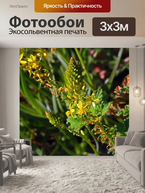 Фотообои желтые цветы на бульбинелле