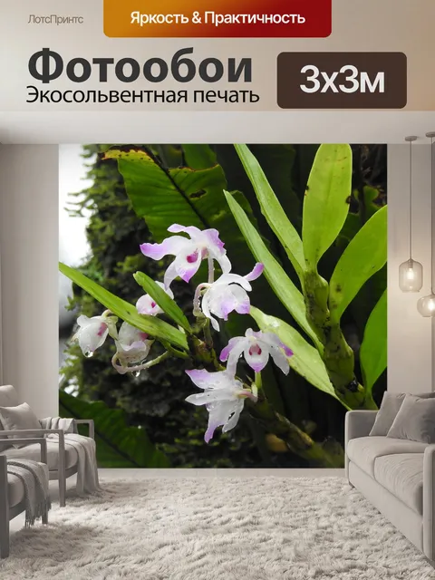 Фотообои Орхидея