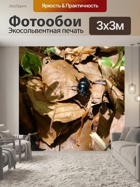 Фотообои Жук