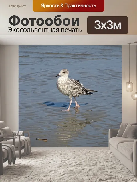 Фотообои Чайка