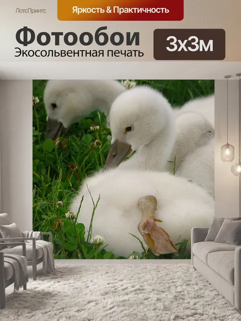 Фотообои Лебеди