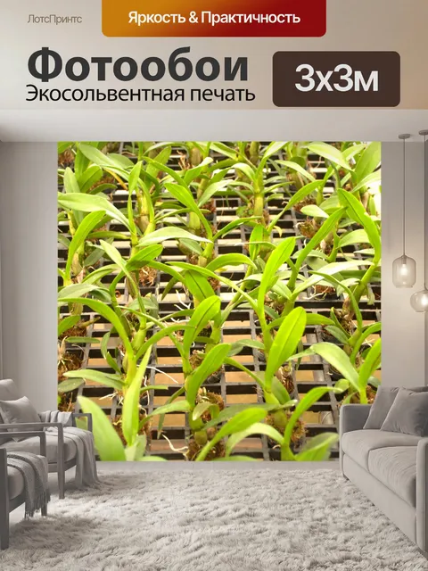 Фотообои Фото цветка орхидеи