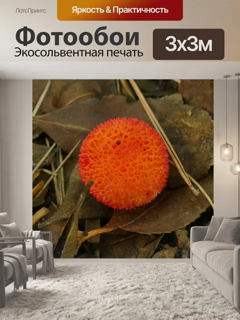 Фотообои Фрукты