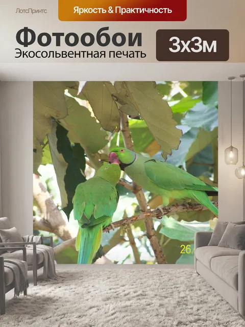 Фотообои Два попугая