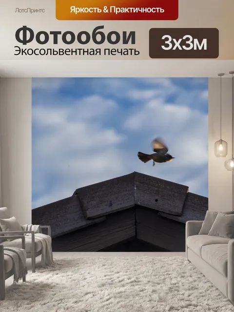 Фотообои Птица в полете