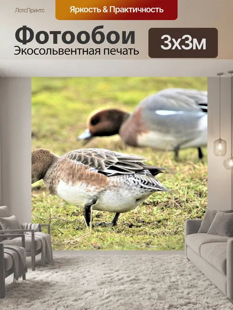 Фотообои Птица
