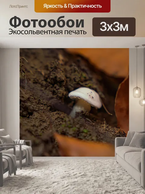 Фотообои Гриб